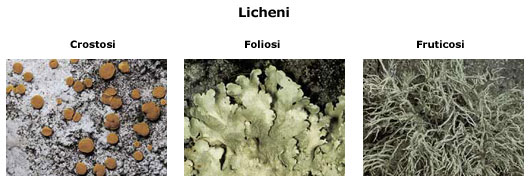 licheni crostosi, foliosi e fruticosi