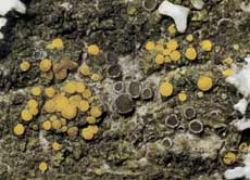 Caloplaca Cerinelloides