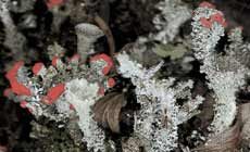 Cladonia coccifera