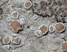 Lecanora argentata