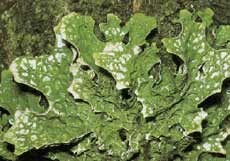 Lobaria pulmonaria