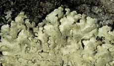 ar_image95.jpg