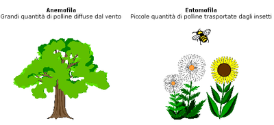 ar_impollinazione.gif