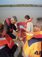 Campionamento pesce presso lo scolmatore