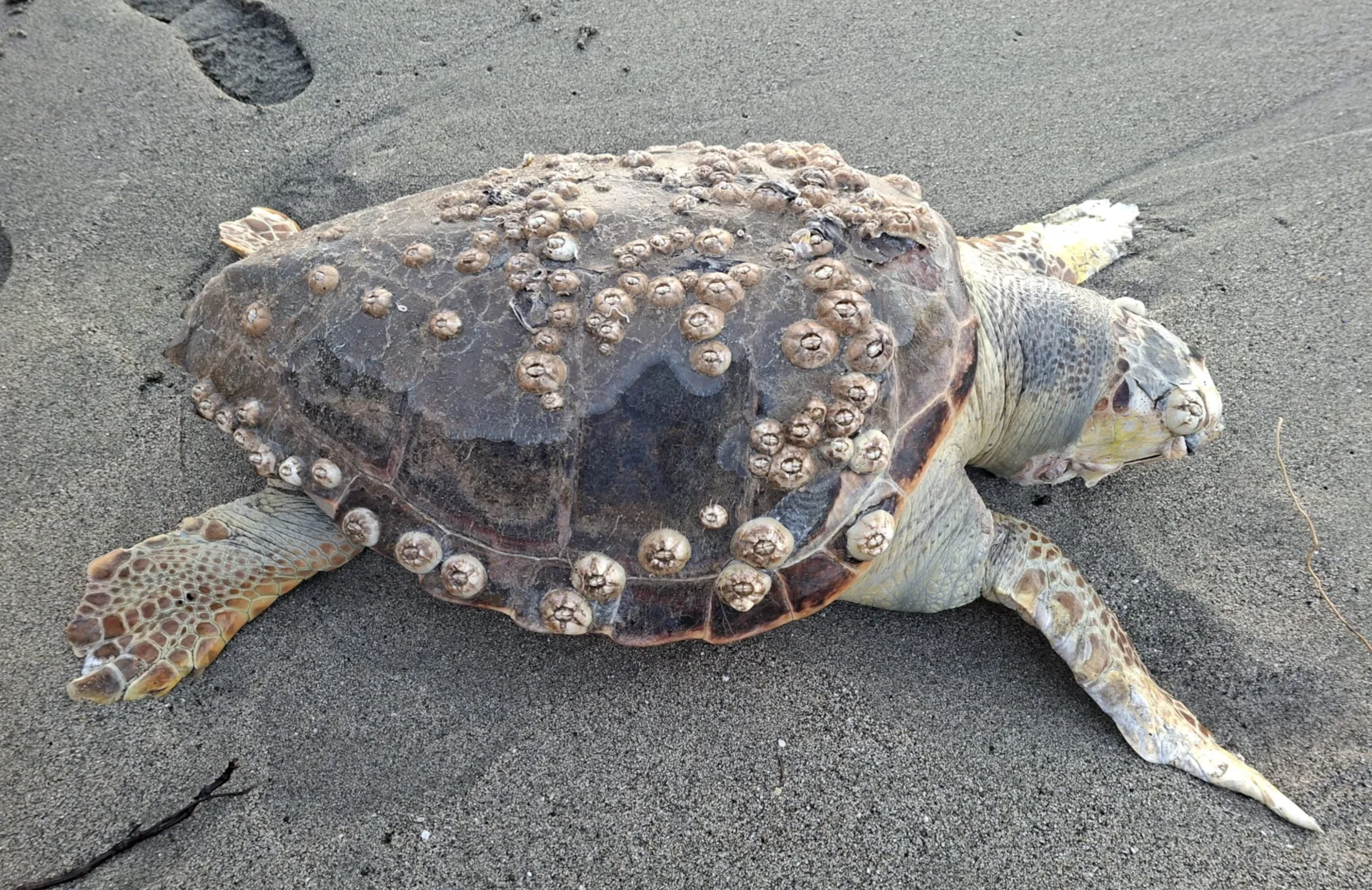 Tartarughe marine Caretta caretta in Toscana: nuovi ritrovamenti