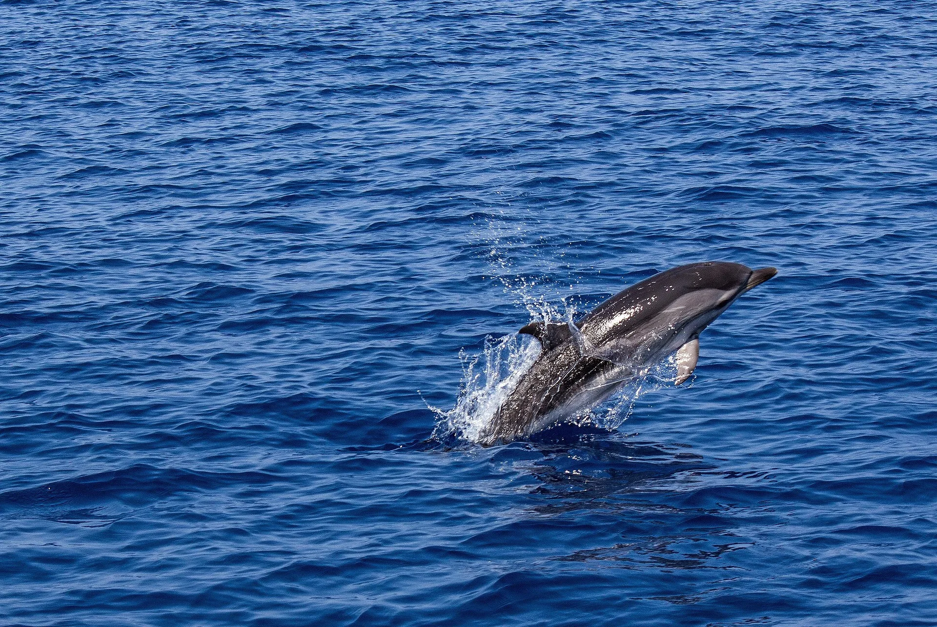 Rapporto biodiversità marina 2025