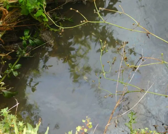 Sversamento di gasolio in un corso d’acqua a Montale: concluse le prime verifiche