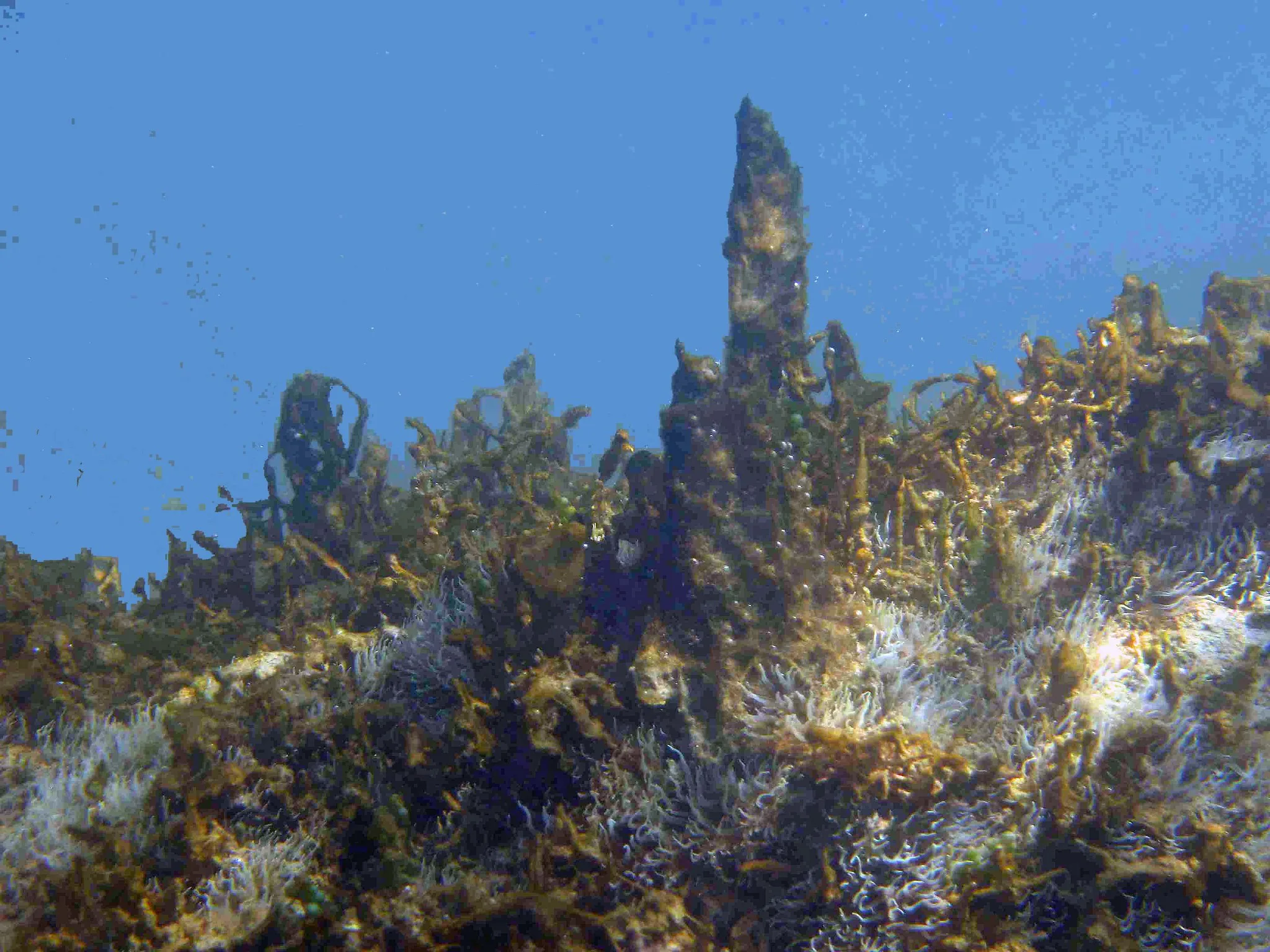 Fattori di rischio che incidono sulla fioritura di Ostreopsis Ovata