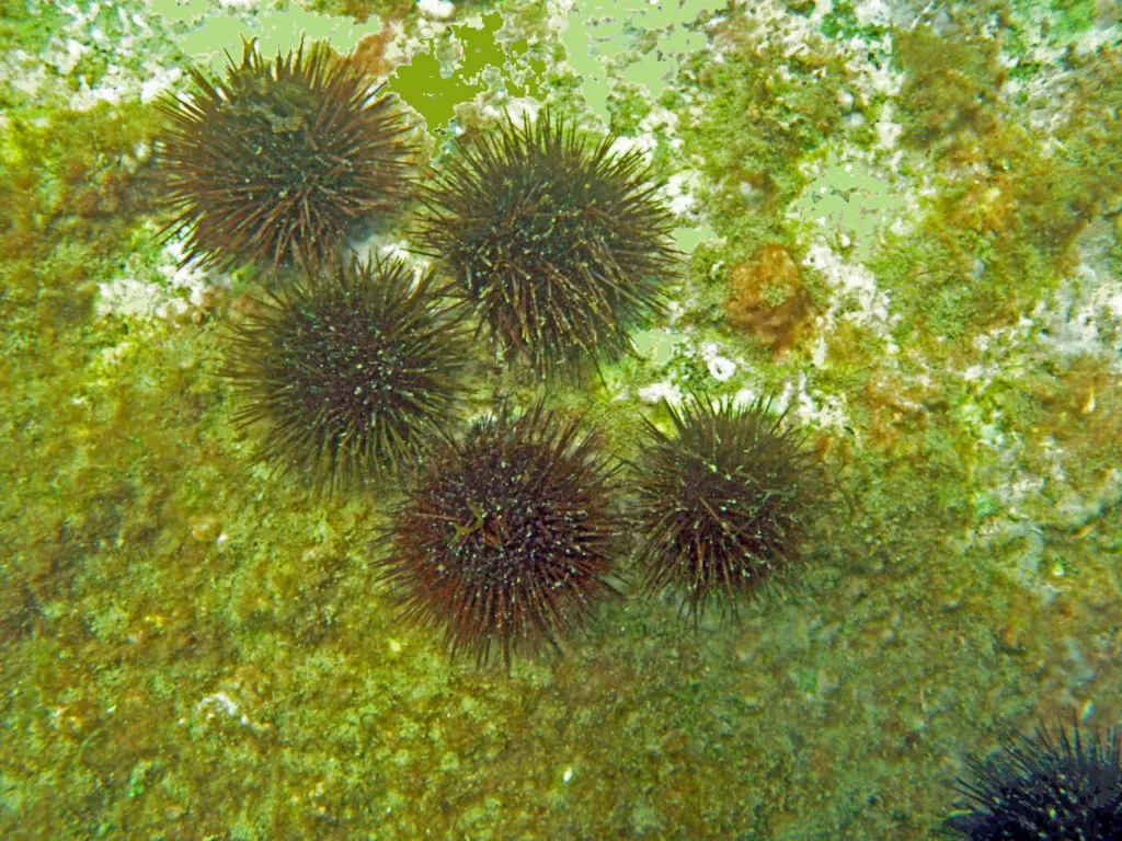 Ricci di mare ricoperti dall'alga Ostreopsis Ovata