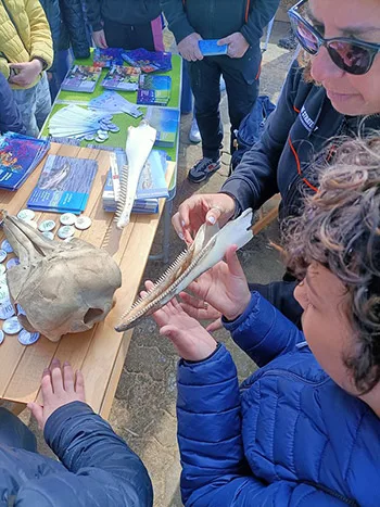 una biologa marina parla dei cetacei