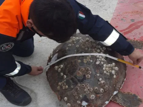 Misurazione della tartaruga