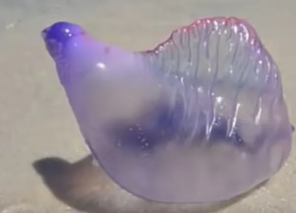 caravella portoghese