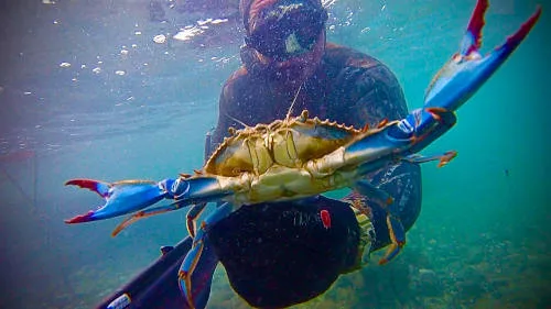 granchio blu a Livorno - foto di Federico Nocchi