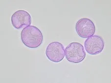 Polline di Parietaria