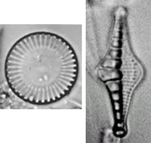 diatomee al microscopio
