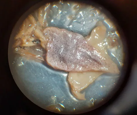 Calamaretto nello stomaco di una stenella