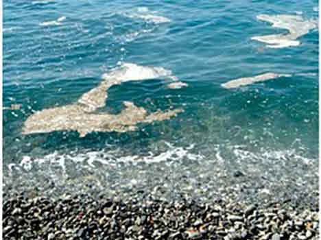 macchie di mucillagini quando vengono a galla