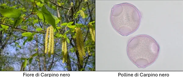 fiore e polline di carpino