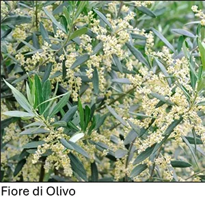fiore di olivo