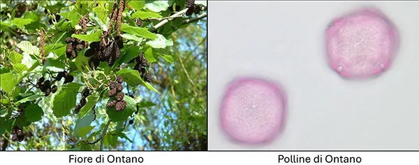 fiore e polline di ontano