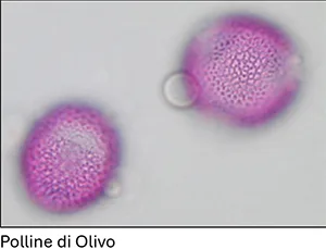 polline di olivo