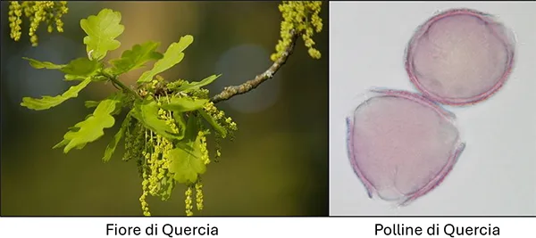 fiore e polline di quercia