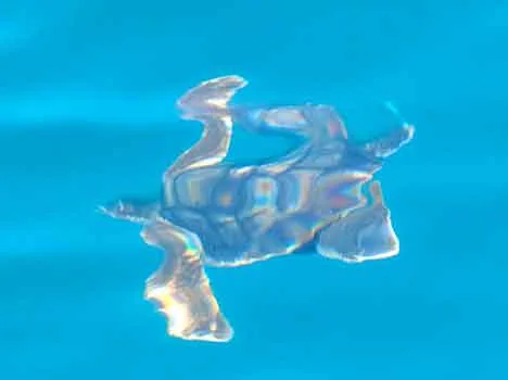 Le tre piccole tartarughe Marina, Lerici e Onda sono tornate al mare dopo le cure all’Acquario di Livorno