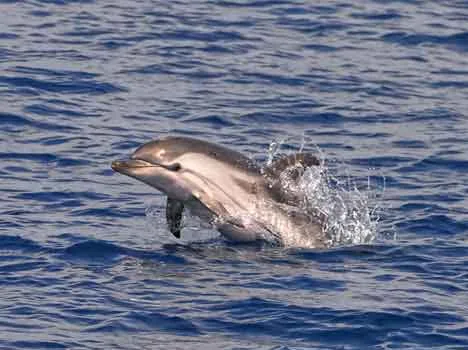 Foto di Alexandre Roux