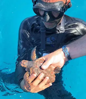 Rilascio di una tartaruga