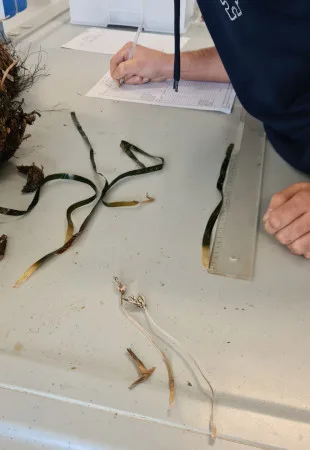 misurazione posidonia