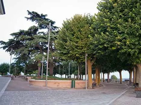 Inquinamento atmosferico: quali gli alberi più adatti a combatterlo?