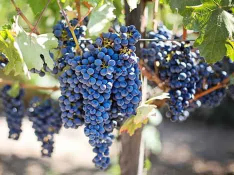 Foto di Jill Wellington da Pixabay