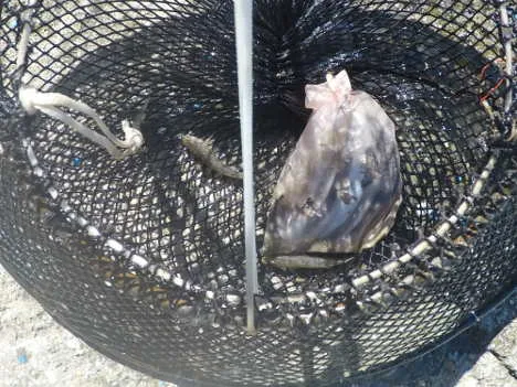 Il monitoraggio delle specie aliene nei porti di Livorno e Piombino