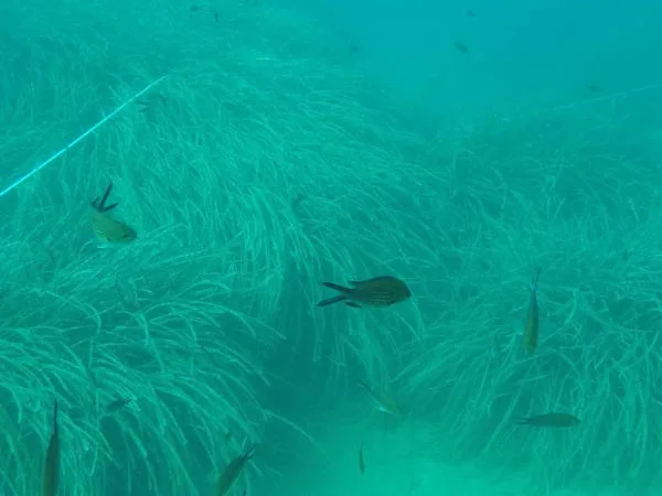 Posidonia e pesci