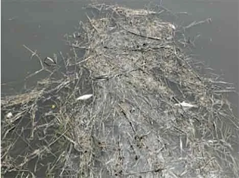 Ispezione di ARPAT per la moria di pesci nel Fosso Corniaccia tra Venturina e Piombino