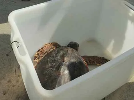 La tartaruga Caretta caretta “Pasqualina” è tornata in mare