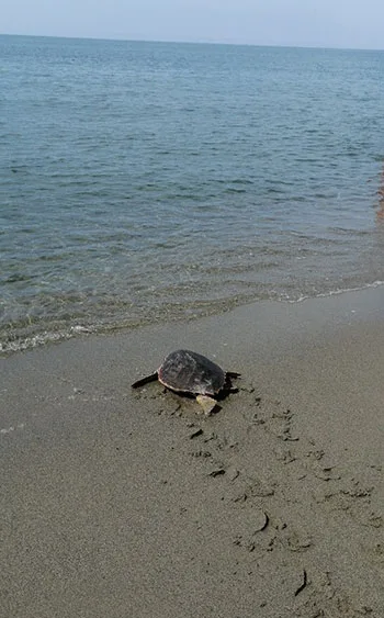 tartaruga spiaggia