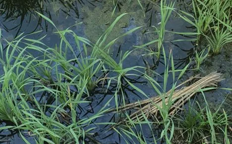 Canale Collettore dell’Usciana: intervento ARPAT per acqua scura e maledorante