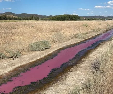 Esiti intervento per colorazione rosa intenso del fosso Cervia (Piombino – LI)