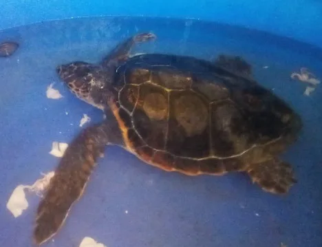 La tartaruga Caretta caretta “Pan” è tornata in mare