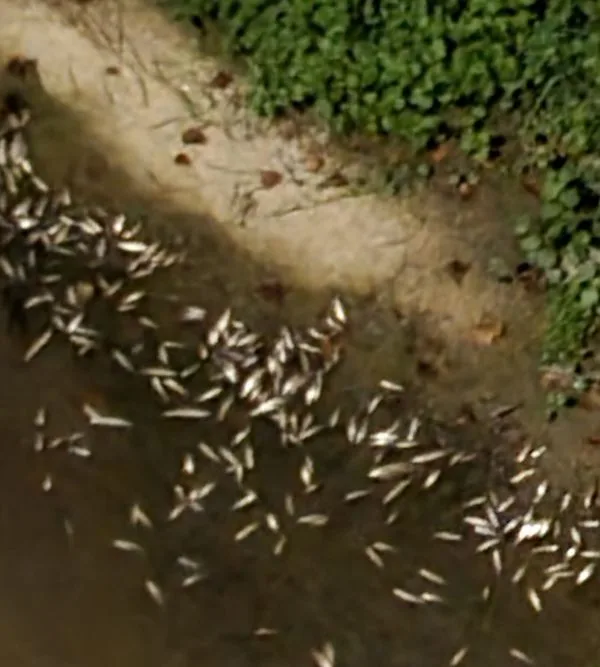 pesci morti rio maggiore