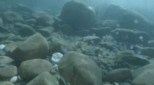 medusa pelagia noctiluca