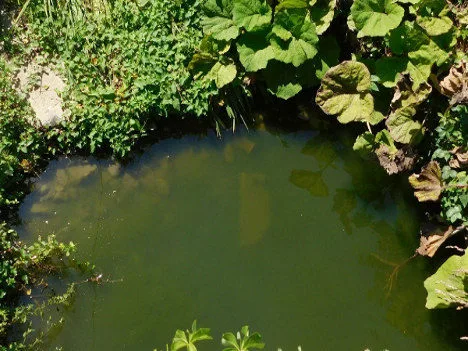 Particolare delle acque del torrente Stella