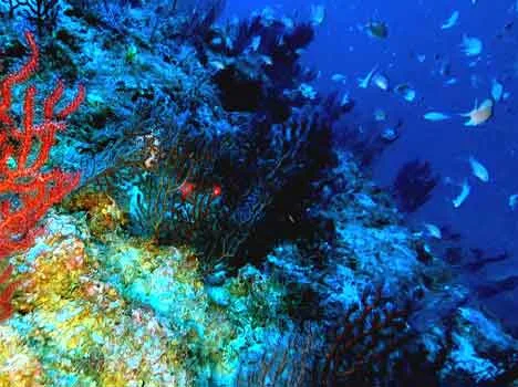 Strategia Marina: presentati da SNPA i risultati delle attività di monitoraggio dell’ambiente marino