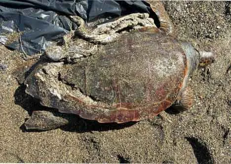 Caretta caretta con carapace rotto dalla collisione con un'imbarcazione