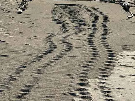 Tracce a Collelungo 4 luglio 2024