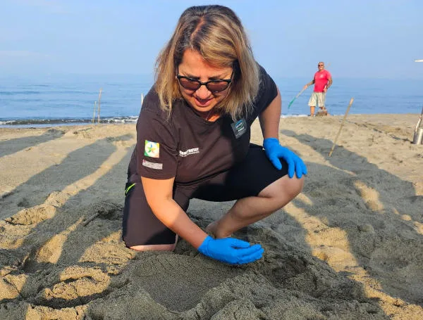 Mancusi alla ricerca del nido