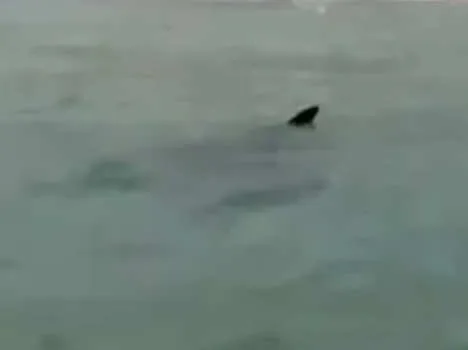 manta mediterranea - foto di Aurora Costantini