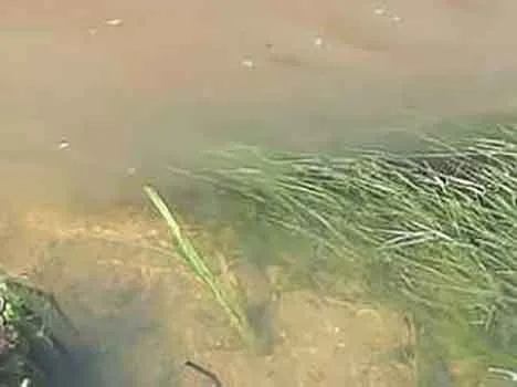 Cortona (AR): intervento ARPAT per presunto sversamento di liquame suinicolo in acque superficiali