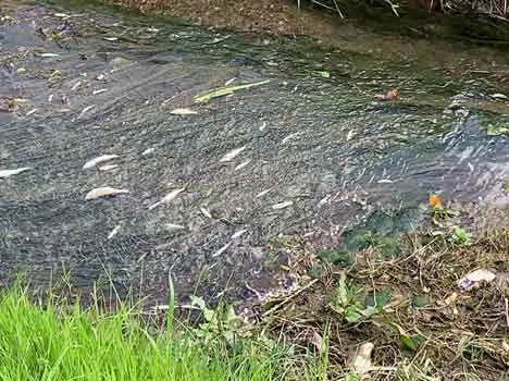 Monsummano Terme (PT): intervento ARPAT sul Fosso Candalla